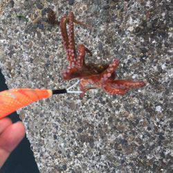 タコ安定の二桁オーバー！