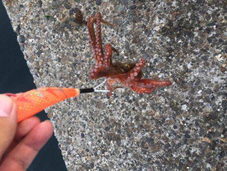 タコ安定の二桁オーバー！