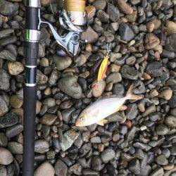 大里松原海岸 シオ2匹