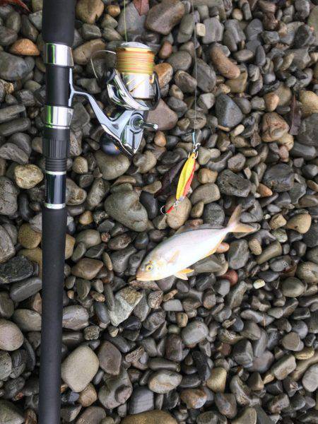 大里松原海岸 シオ2匹