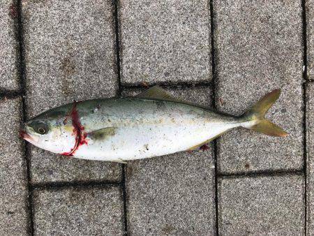 続ツバスゲーム