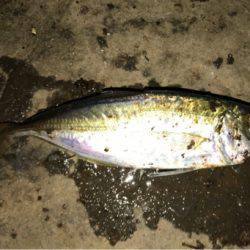 今回もアジングのつもりが結果メバリング