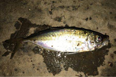 今回もアジングのつもりが結果メバリング