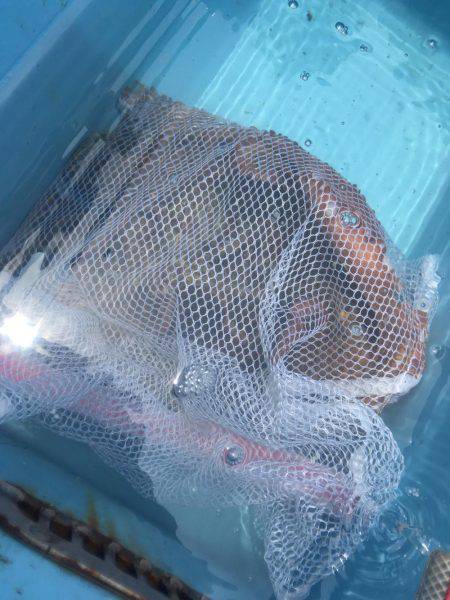 タコ餌木@かなすび釣果