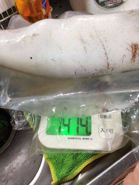 アジングでキロアップイカ