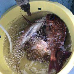 大原沖の一つテンヤ午後船