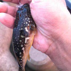 富山県魚津港 フカセ夜釣りグレ