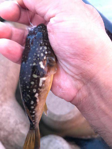 富山県魚津港 フカセ夜釣りグレ