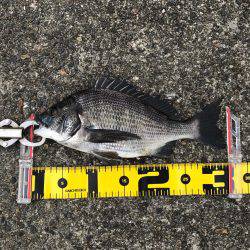 エビ撒き 御三家⁈