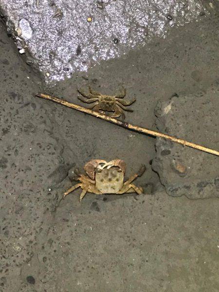 荒川でシーバス狙い