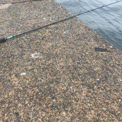 小さいアオリ胴長29とヒラメゲット