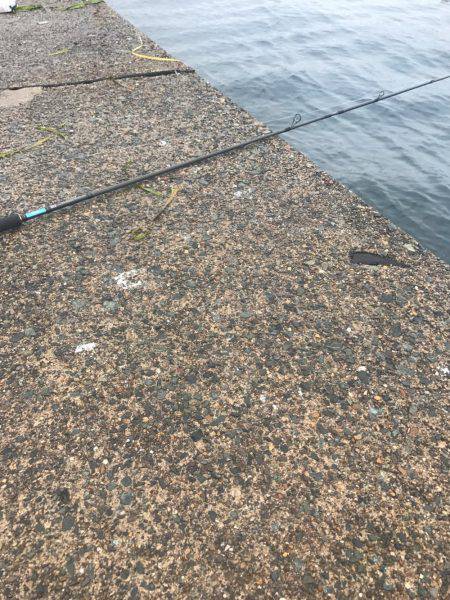 小さいアオリ胴長29とヒラメゲット