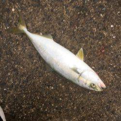 シーバスのはずが(T . T)