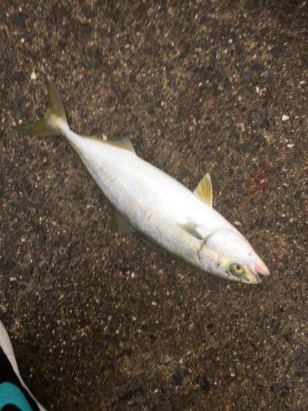 シーバスのはずが(T . T)