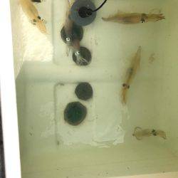 マイボートで昼間のイカメタルゲーム