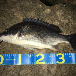 梅雨の淀川 キビレゲーム