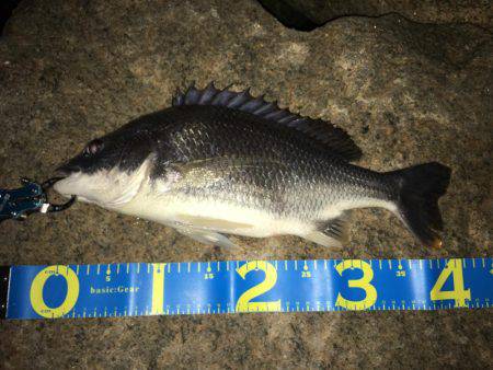 梅雨の淀川 キビレゲーム