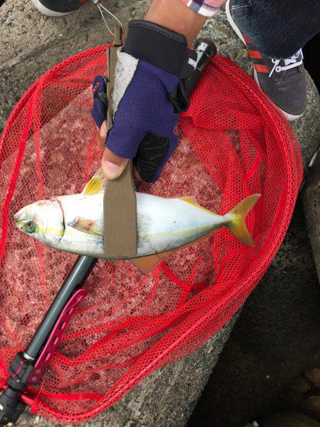 サバも大きくなってきたなぁーそしてツバスは…