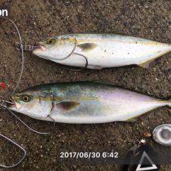 豪雨の後にツバスの回遊あり