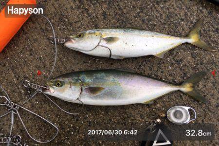 豪雨の後にツバスの回遊あり