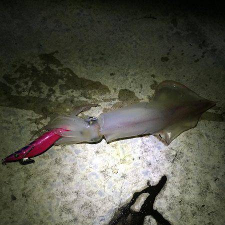 ケンサキイカ エギング