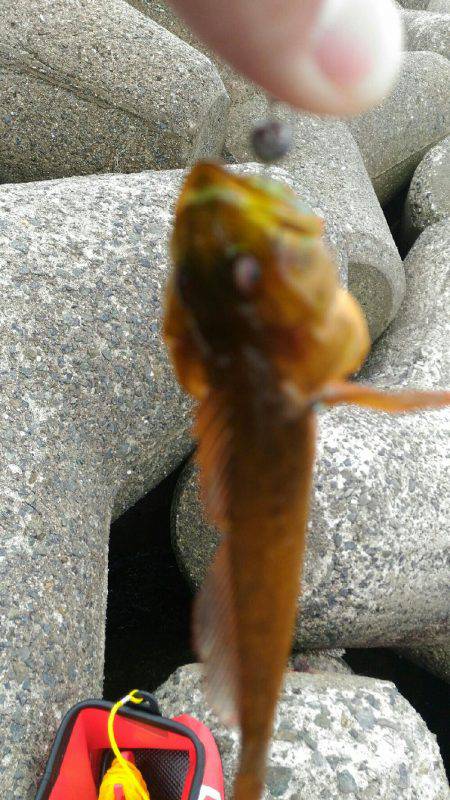 ショアジギ　難しい