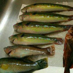 五目釣り！投げ釣り＆穴釣り(๑•̀ㅂ•́)و✧