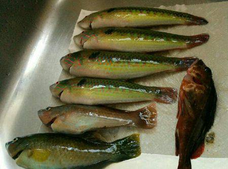 五目釣り！投げ釣り＆穴釣り(๑•̀ㅂ•́)و✧