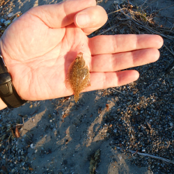 チョイ投げのキス釣り