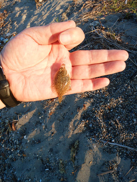 チョイ投げのキス釣り
