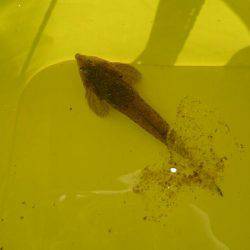 小学一年の息子が……