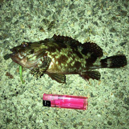 メバル渋め 気温の高さが原因？