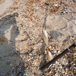 明石川河口サーフでチョイ投げのキス