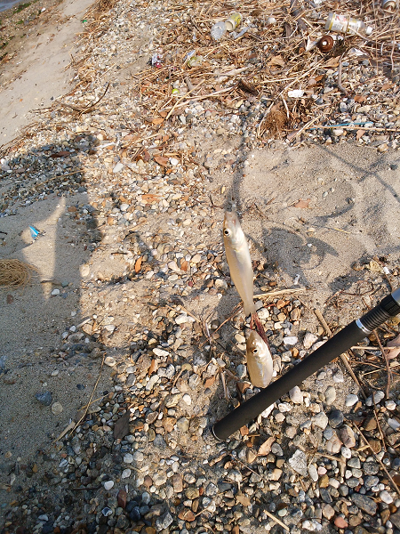 明石川河口サーフでチョイ投げのキス