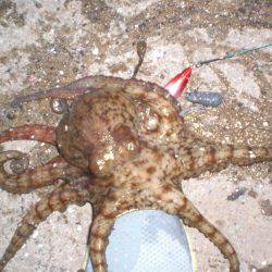 今日もタコ絶好調