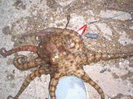 今日もタコ絶好調