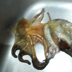 またまた釣れた