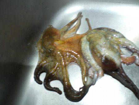 またまた釣れた