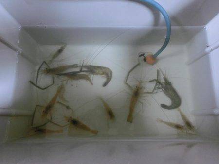 初めての手長エビ