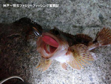 ジグヘッドがいくらあっても足りない