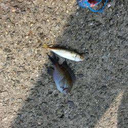 林崎漁港に豆アジが来たーっ‼