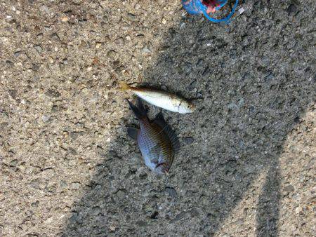 林崎漁港に豆アジが来たーっ‼