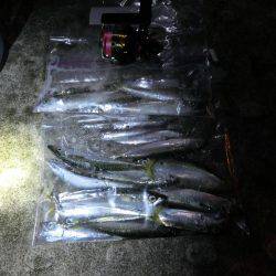 ライトワインドで小サバの乱舞