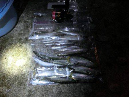 ライトワインドで小サバの乱舞