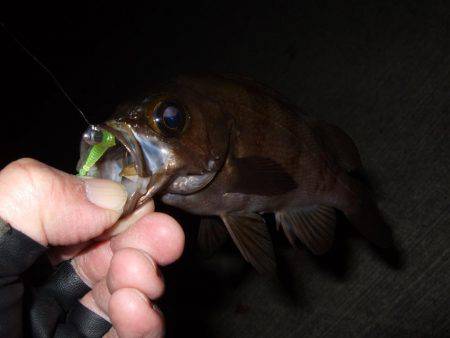 メバル好調キープ