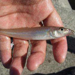 キスも釣れました。