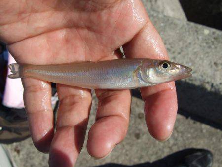 キスも釣れました。