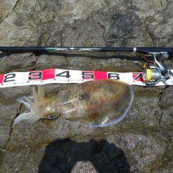 梅雨晴れ、磯でアオリイカのヤエン釣り