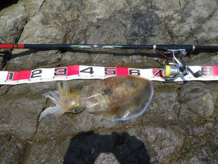 梅雨晴れ、磯でアオリイカのヤエン釣り