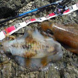 釣り日和、磯でアオリイカのヤエン釣り